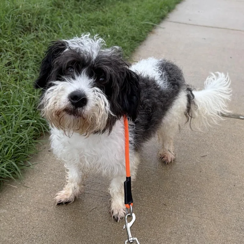 An adult small-sized male Gray / Blue / Silver Shih Tzu dog named S'mores for adoption in Rockville, MD