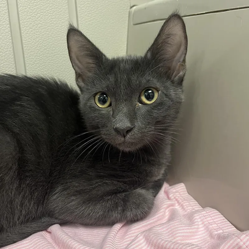 A baby medium-sized male Gray / Blue / Silver Domestic Short Hair cat named Formido for adoption in West Palm Beach, FL