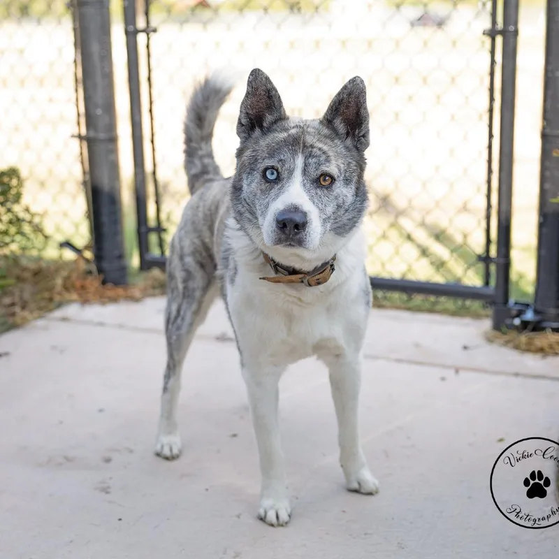 An adult medium-sized male White / Cream Husky dog named Lobo for adoption in Abilene, TX
