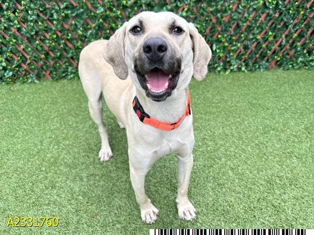 A young large-sized male Mixed Breed dog named Brian for adoption in West Palm Beach, FL