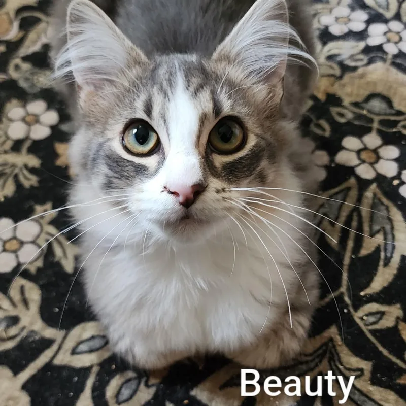A baby small-sized female Gray / Blue / Silver Domestic Medium Hair cat named Beauty for adoption in Spokane, WA
