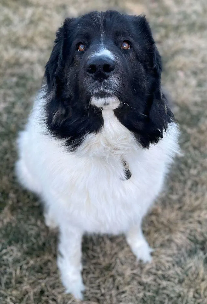 An adult extra large-sized female White / Cream Great Pyrenees dog named Clio for adoption in Larkspur, CO