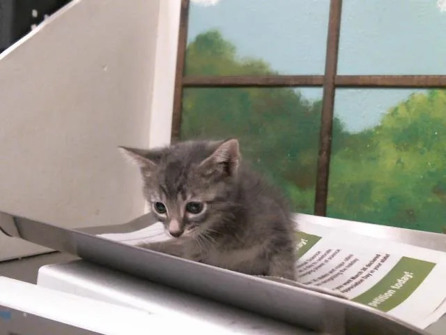 A baby small-sized male Domestic Short Hair cat named Sabo for adoption in Houston, TX
