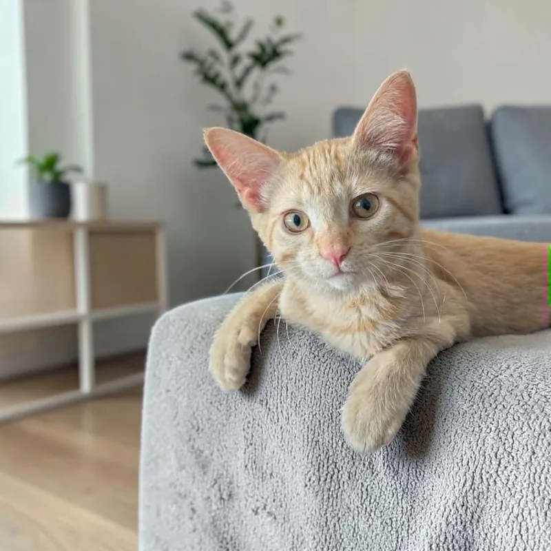 A baby medium-sized female Orange & White Domestic Short Hair cat named Tortilla Chip for adoption in Fort Worth, TX