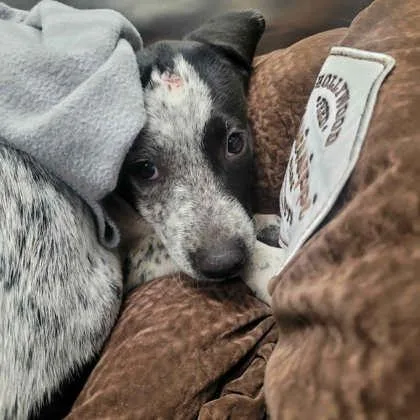 A baby small-sized female Mixed Breed dog named Zone for adoption in Memphis, TN