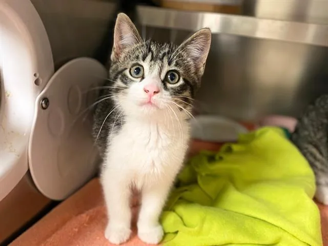 A baby small-sized male Domestic Medium Hair cat named Trumpet for adoption in Fort Wayne, IN