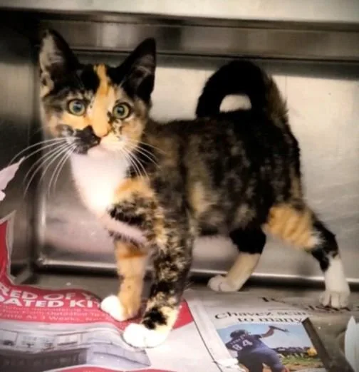 A baby small-sized female Domestic Short Hair cat named Turtle for adoption in Los Angeles, CA