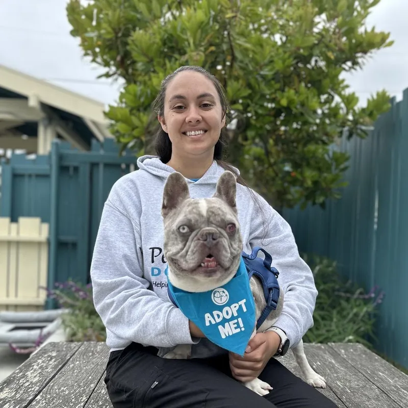 An adult small-sized male White / Cream French Bulldog dog named Antoine for adoption in Pacific Grove, CA