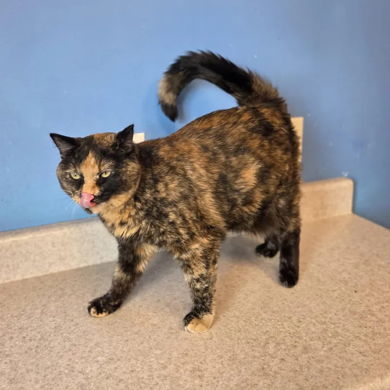 An adult large-sized female Tortoiseshell Domestic Short Hair cat named Waffles for adoption in Brookings, SD