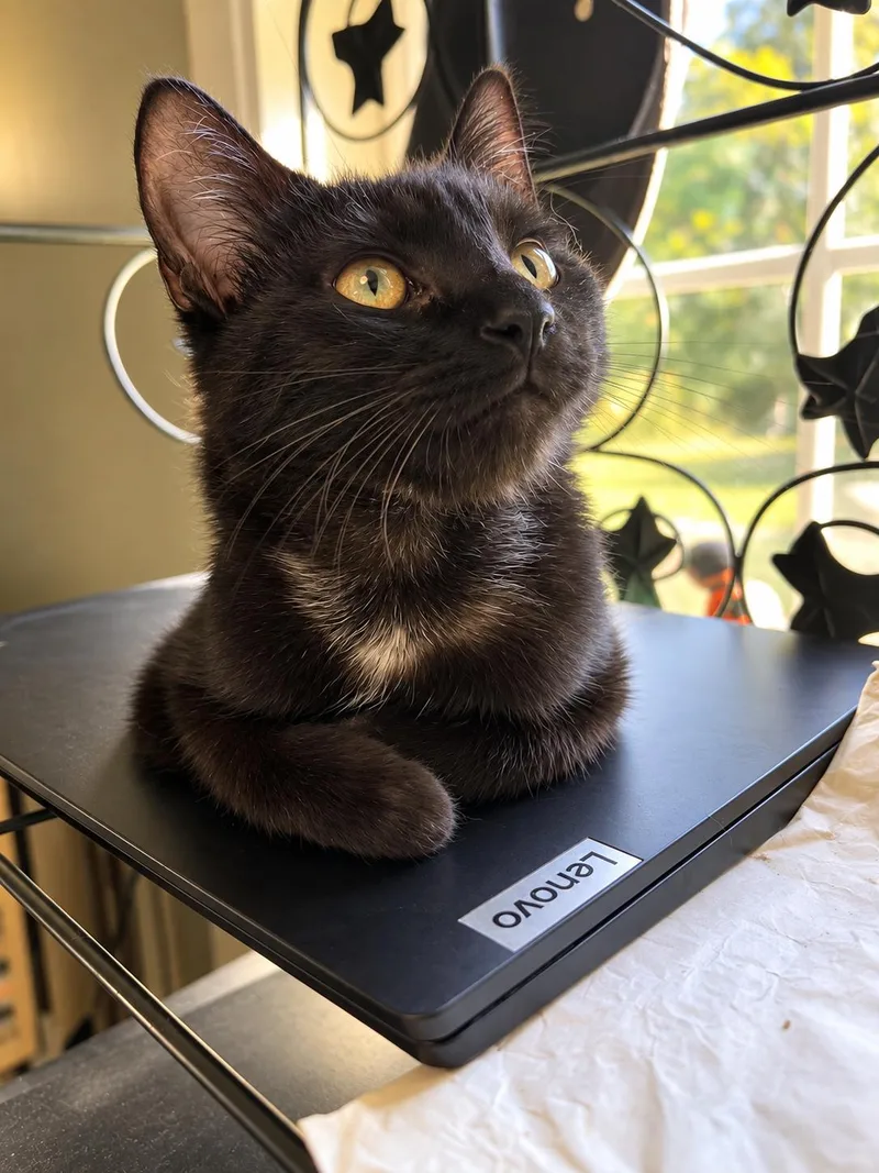 A baby small-sized male Black Domestic Short Hair cat named Marsh for adoption in Johnson City, TN