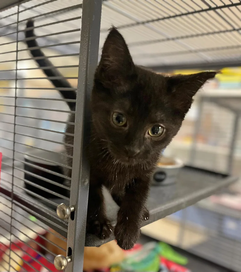 A baby medium-sized male Black Domestic Short Hair cat named Melvin for adoption in Seville, OH