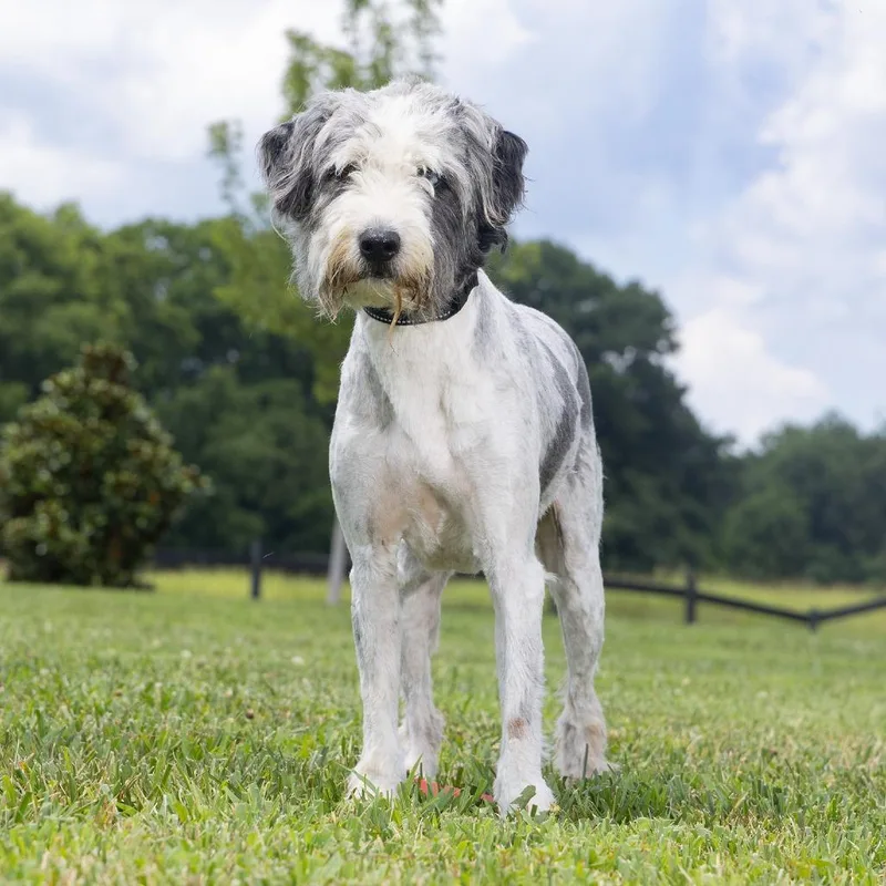 An adult small-sized female Gray / Blue / Silver Australian Shepherd dog named Indy for adoption in Franklin, TN