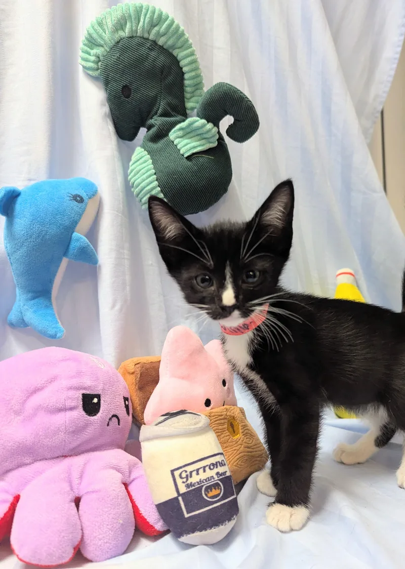 A baby large-sized female Domestic Short Hair cat named Flame for adoption in Los Angeles, CA