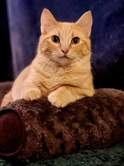A young medium-sized male Domestic Short Hair cat named Cheese Itz for adoption in Fairbanks, AK