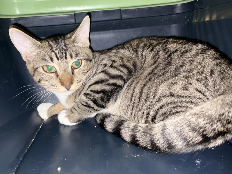 A young medium-sized male American Shorthair cat named Freckels for adoption in Tampa, FL