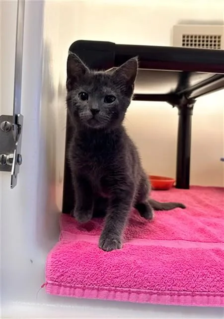 A baby medium-sized female Domestic Short Hair cat named Mocha Mood Pie for adoption in Statesville, NC