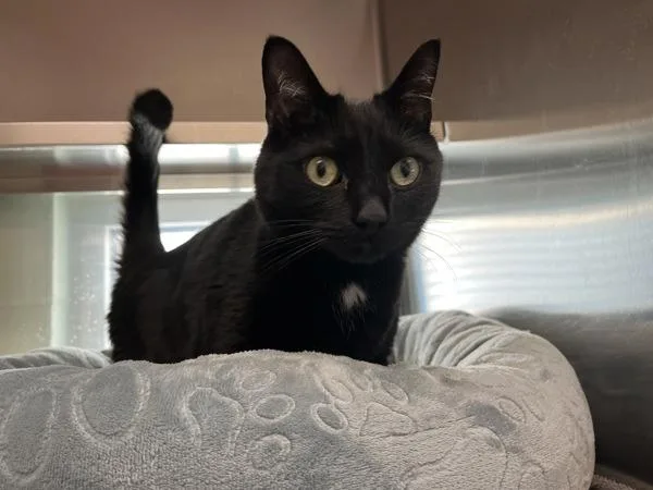 An adult medium-sized male Domestic Short Hair cat named Peeta for adoption in Stratham, NH