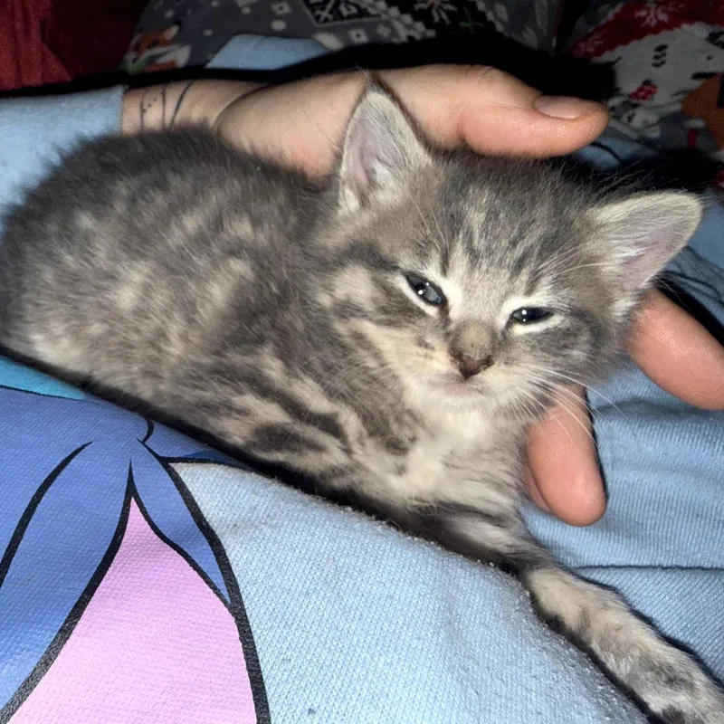A baby small-sized female Gray / Blue / Silver Domestic Short Hair cat named Mara for adoption in Ringtown, PA