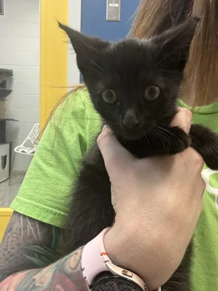 A baby small-sized male Domestic Short Hair cat named Meowrio for adoption in Salt Lake City, UT
