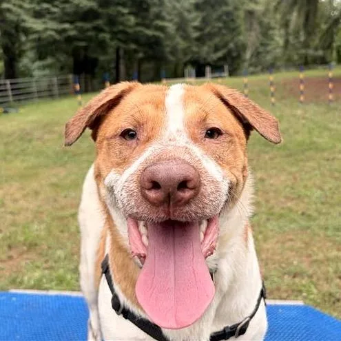 Benji