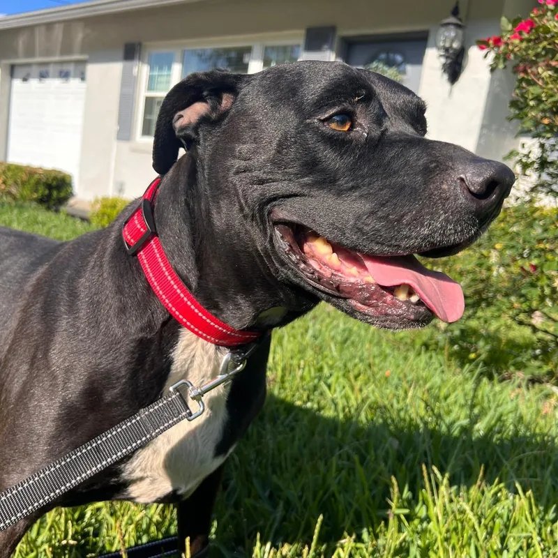 A senior medium-sized male Black Pit Bull Terrier dog named Sherman for adoption in Melrose, FL