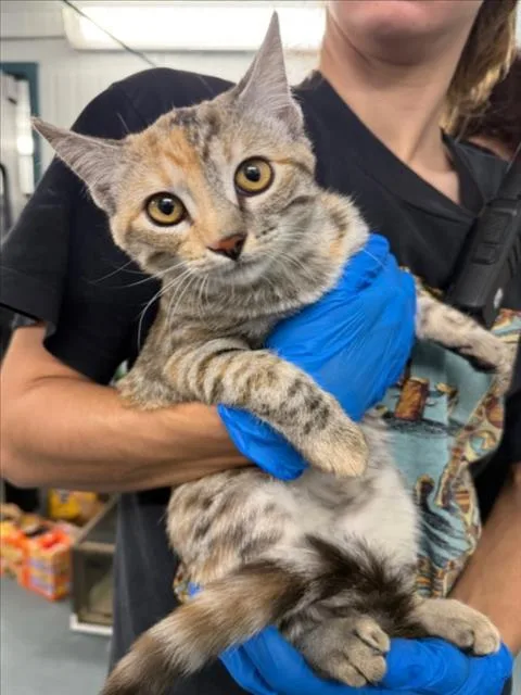 A young small-sized female Domestic Short Hair cat named Alice for adoption in Woodland, CA