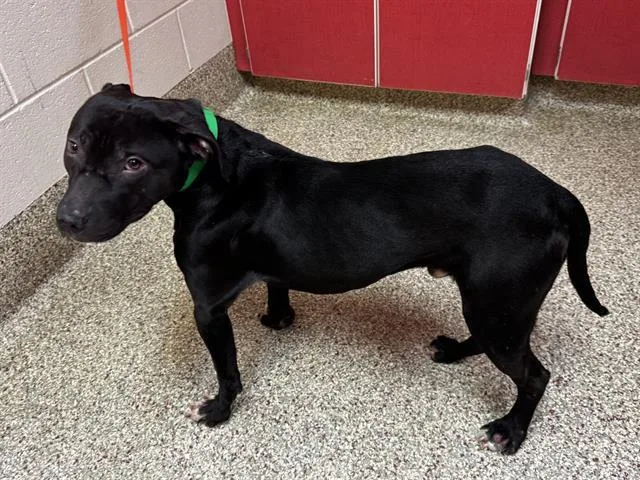 An adult medium-sized male Pit Bull Terrier dog named Slighde for adoption in Colorado Springs, CO