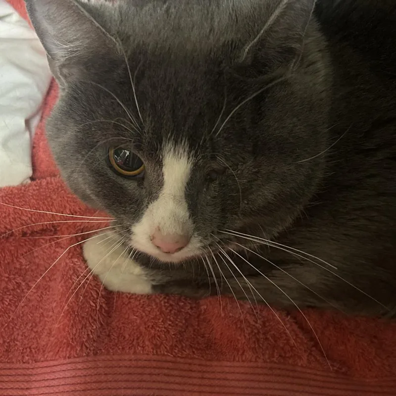 A young medium-sized male Gray / Blue / Silver Domestic Short Hair cat named Fiddle Leaf Fig for adoption in Charlottesville, VA