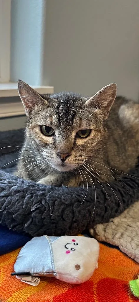 A young medium-sized female Domestic Short Hair cat named Maple for adoption in Newberg, OR