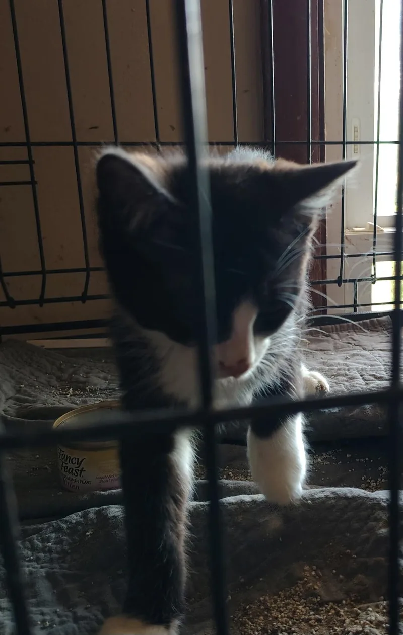A baby medium-sized male Black & White / Tuxedo Tuxedo cat named Archer for adoption in Evansville, IN