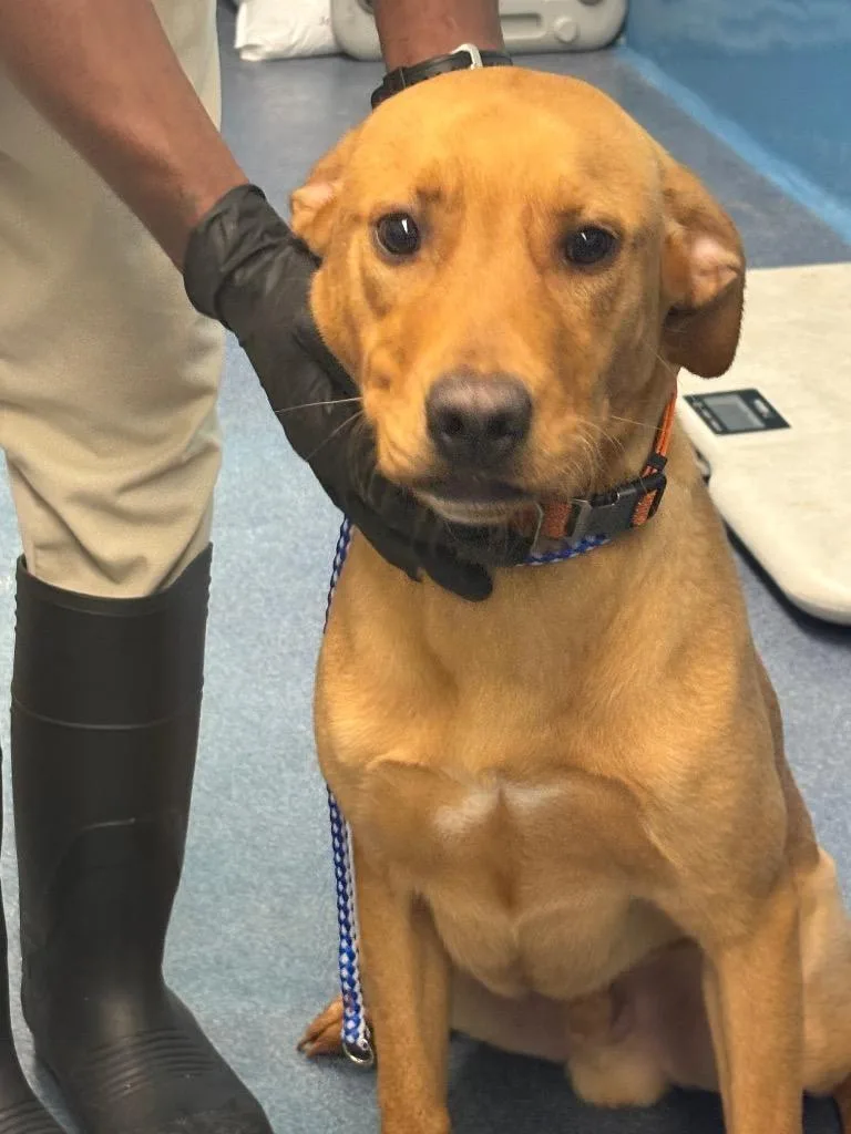 A young medium-sized male Labrador Retriever dog named Rusty for adoption in Effingham, SC