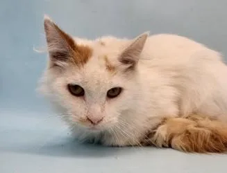 An adult small-sized male Domestic Short Hair cat named Marsh for adoption in Golden Valley, MN