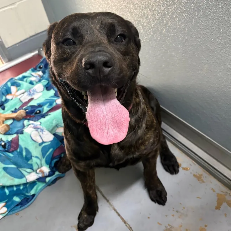 A young large-sized male Brown / Chocolate Mixed Breed dog named Mud Duck for adoption in Middleburg, FL