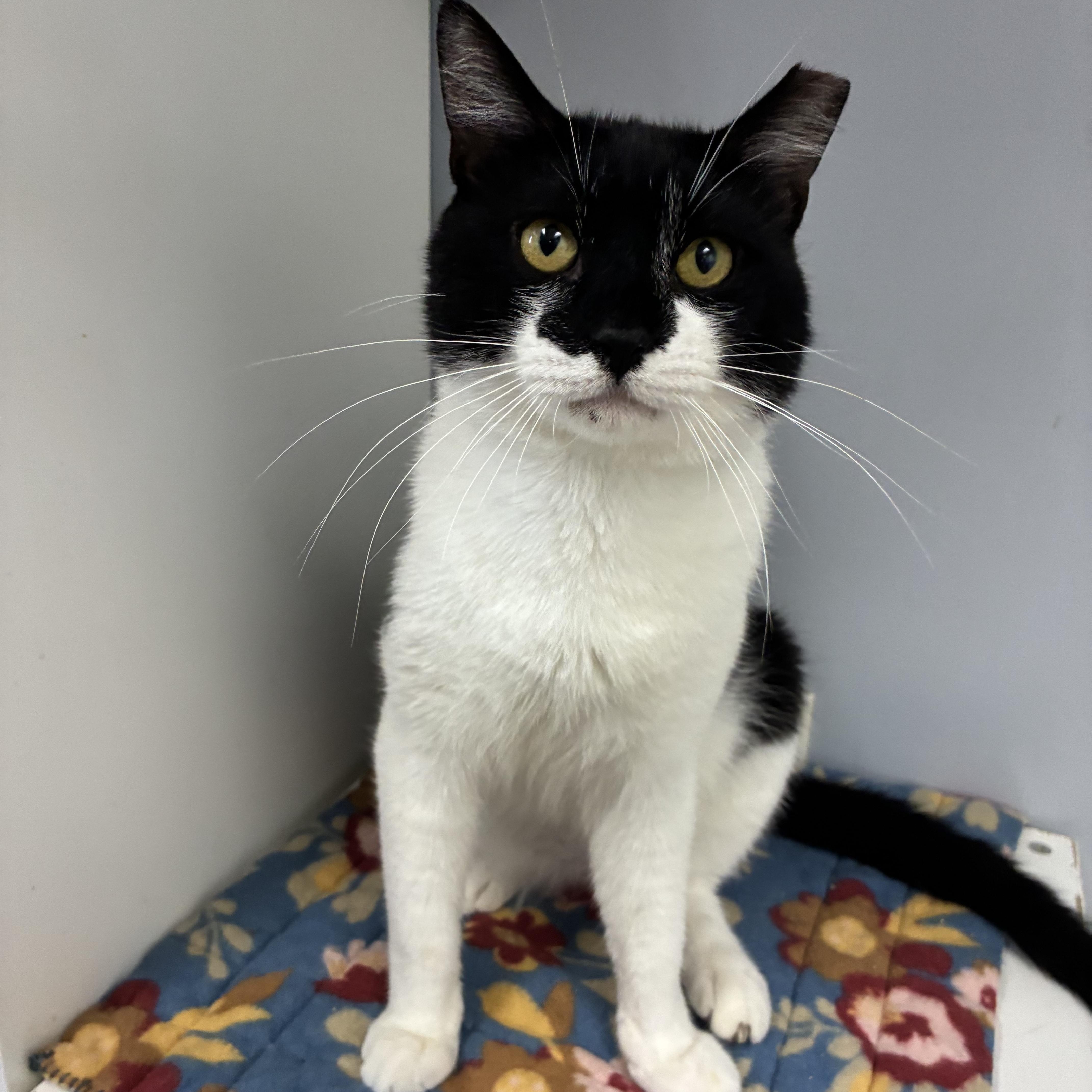 An adult medium-sized male Black & White / Tuxedo Domestic Short Hair cat named SpoonO for adoption in Breinigsville, PA