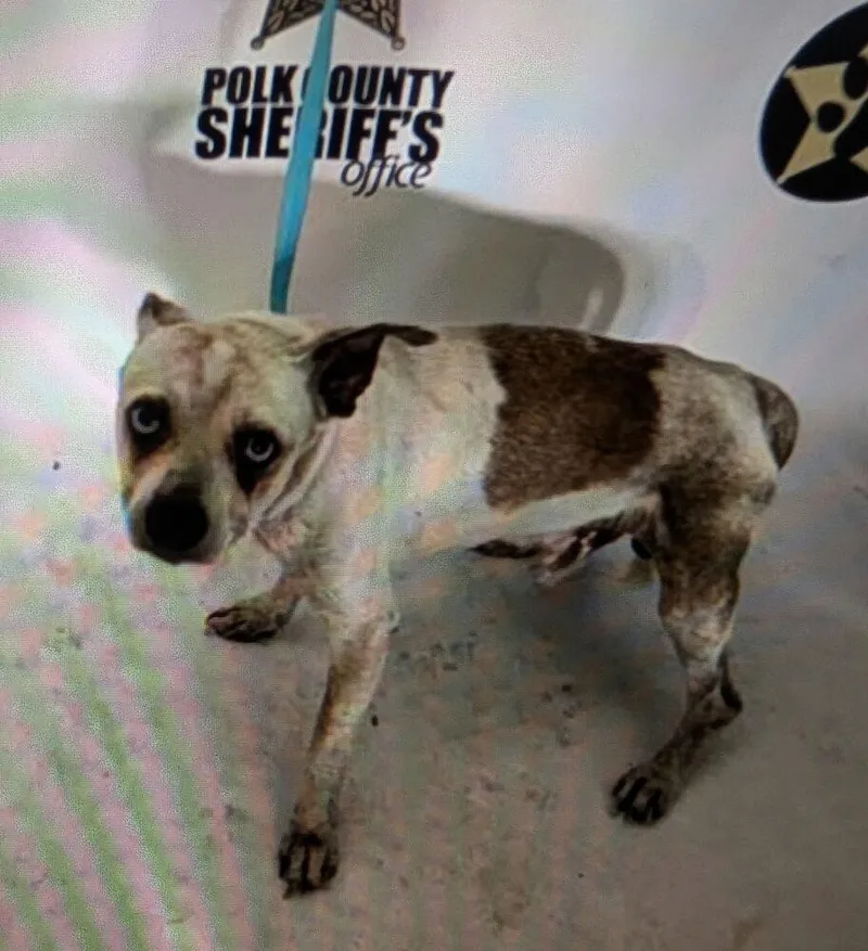 An adult medium-sized male Tricolor (Brown, Black, & White) Chihuahua dog named Harold for adoption in Lakeland, FL