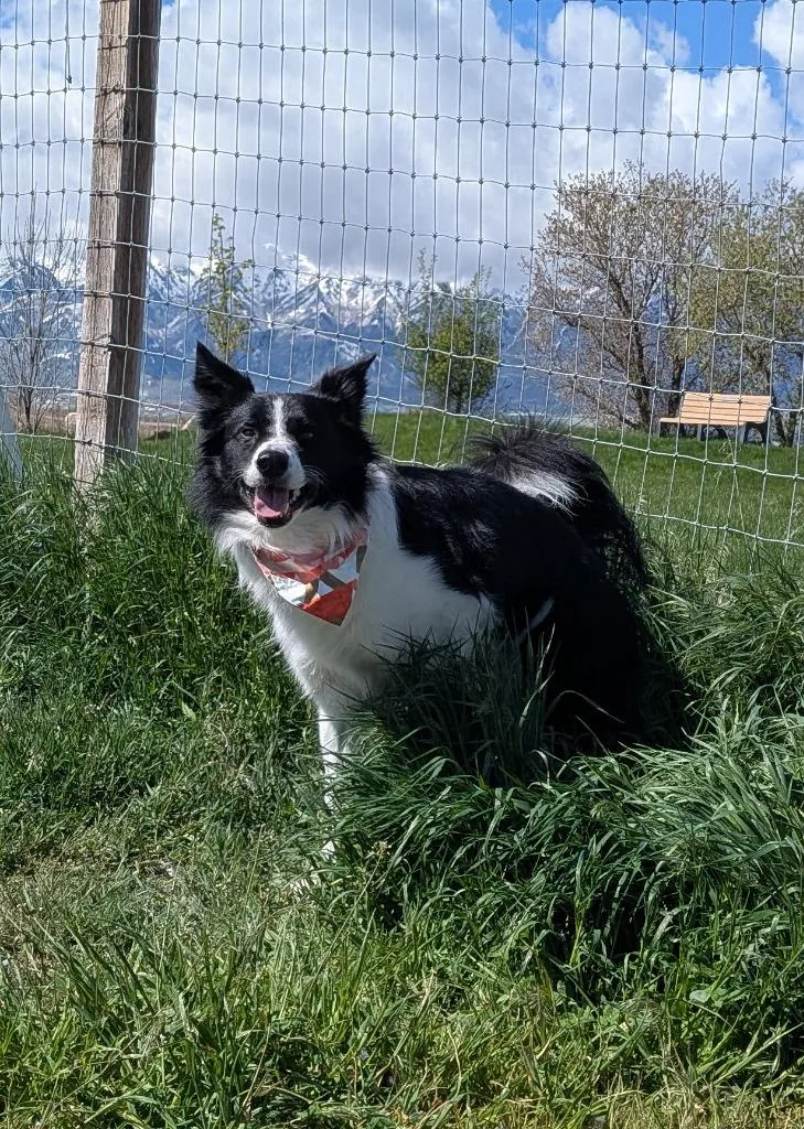 Kenai