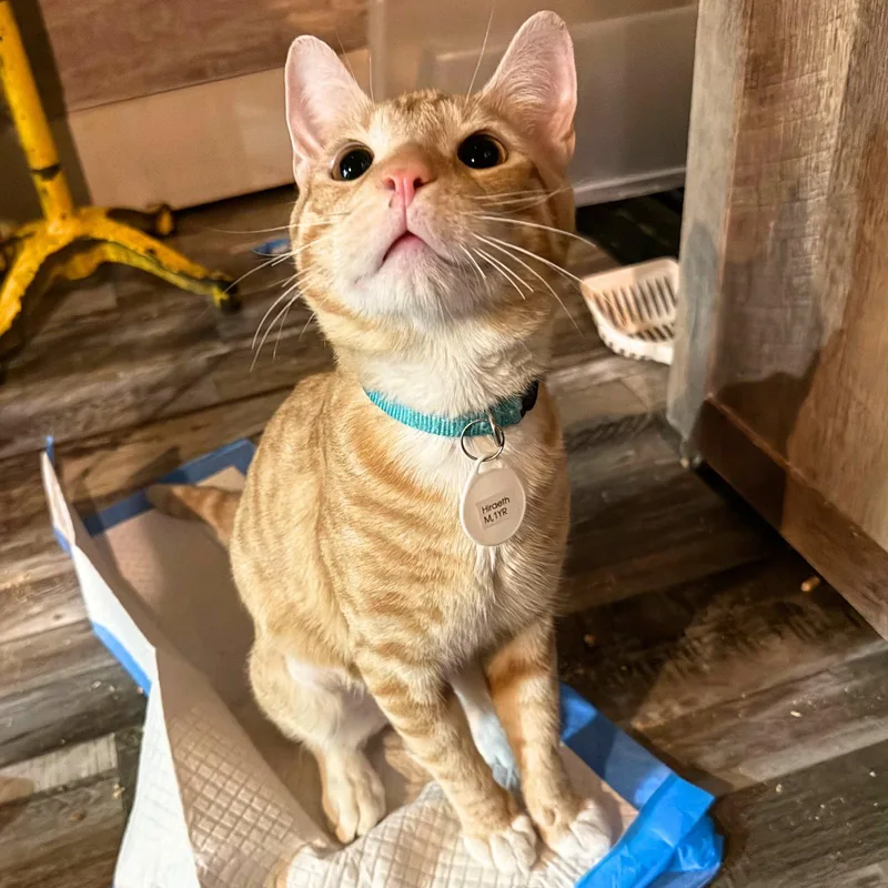 An adult medium-sized male Domestic Short Hair cat named Hiraeth for adoption in Brooklyn, NY