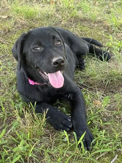 A baby large-sized female Labrador Retriever dog named Summer for adoption in Morton Grove, IL
