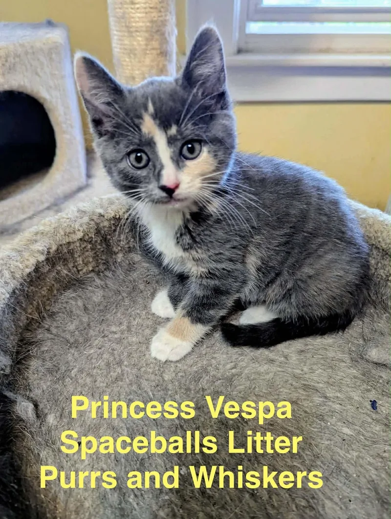 A baby medium-sized female Calico Domestic Short Hair cat named Princess Vespa for adoption in New Hartford, NY