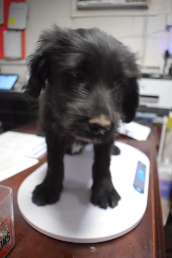 A baby large-sized male Terrier dog named Parker for adoption in Pahrump, NV