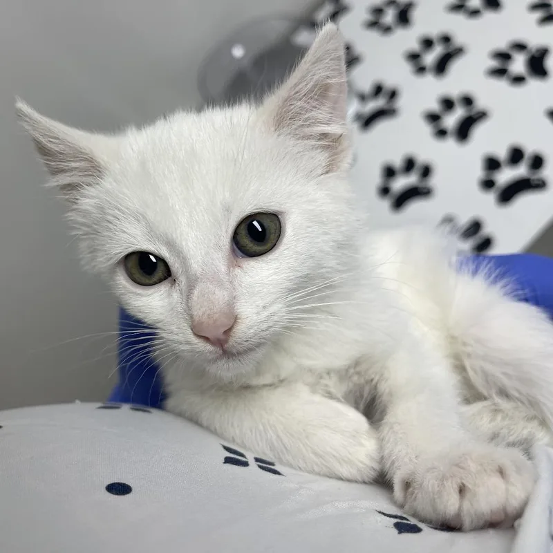 A baby small-sized male White Domestic Short Hair cat named Milky for adoption in Long Beach, CA