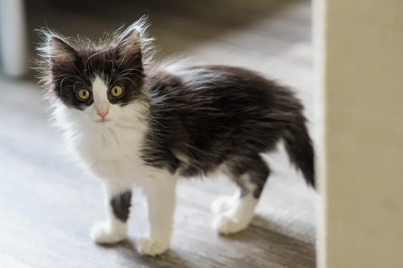 A baby medium-sized male Black American Shorthair cat named Ramen for adoption in LAMPASAS, TX
