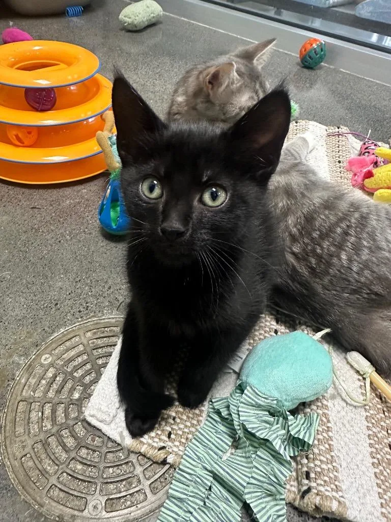 A baby medium-sized female Domestic Medium Hair cat named Twinkle for adoption in Johnson City, TN