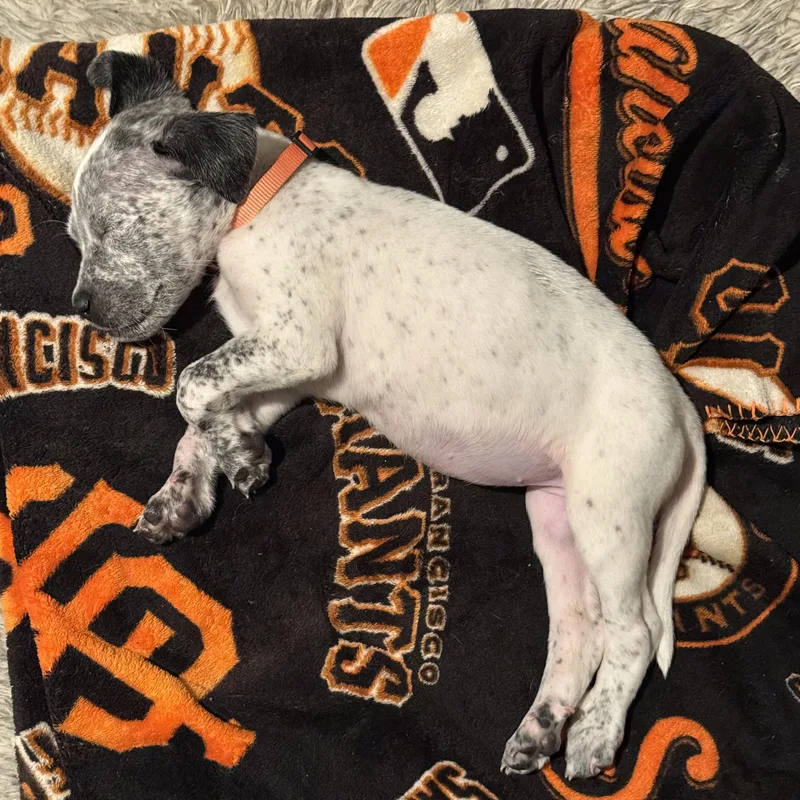 A baby medium-sized female White / Cream Australian Cattle Dog / Blue Heeler dog named Aurora! for adoption in Trabuco Canyon, CA