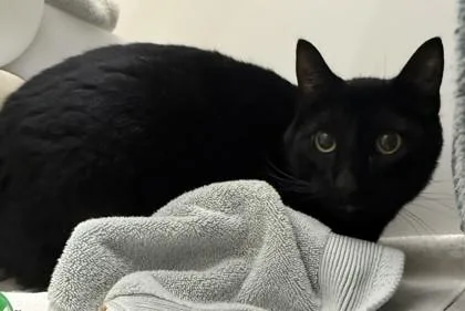 An adult small-sized male Domestic Short Hair cat named Luther for adoption in Honolulu, HI