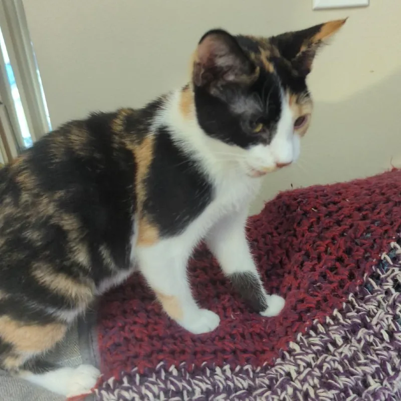 A baby small-sized female Calico Domestic Short Hair cat named Calie for adoption in Ashland, VA