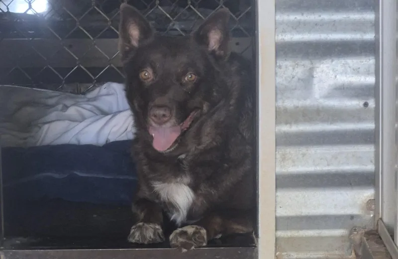 An adult medium-sized female Australian Kelpie dog named Ellie Mae for adoption in Tombstone, AZ
