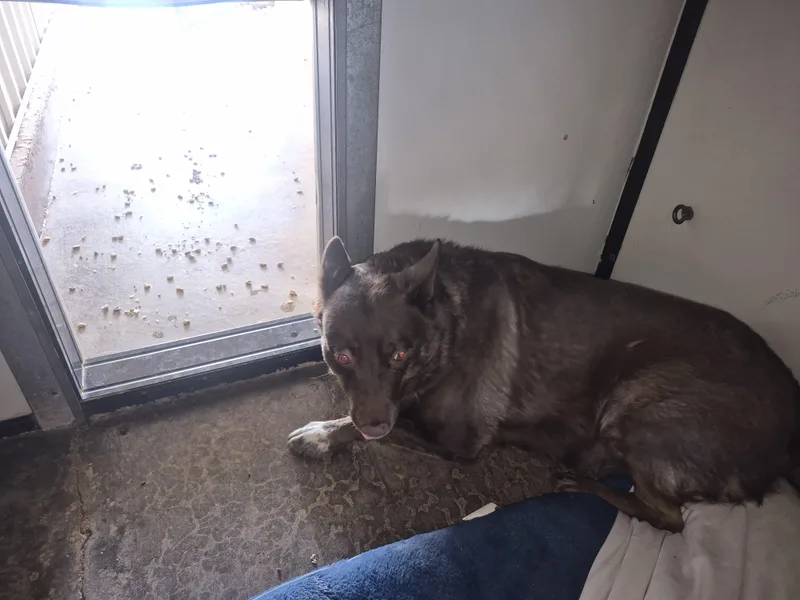 Ellie Mae thumbnail 4