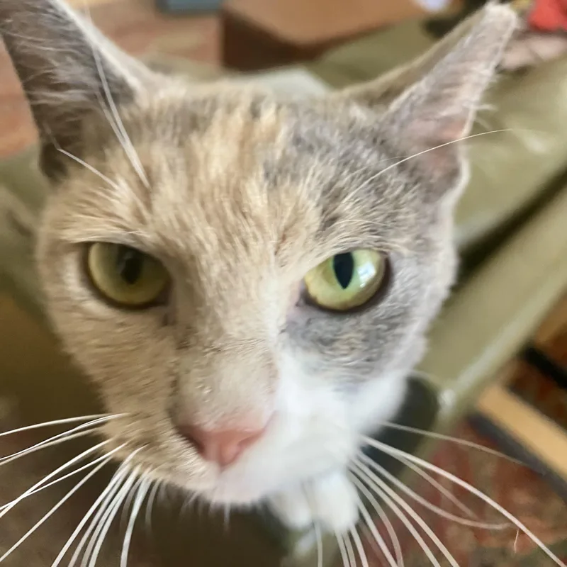 A young medium-sized female Dilute Calico Domestic Short Hair cat named Mardge for adoption in Richmond, VA