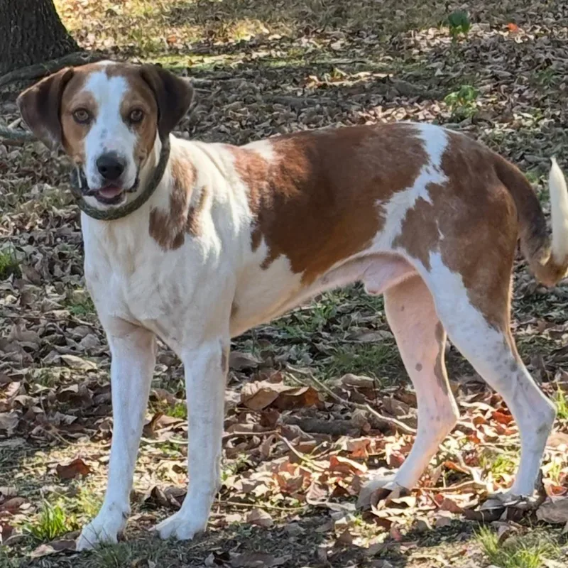 An adult large-sized male Hound dog named Cooper for adoption in Chicopee, MA
